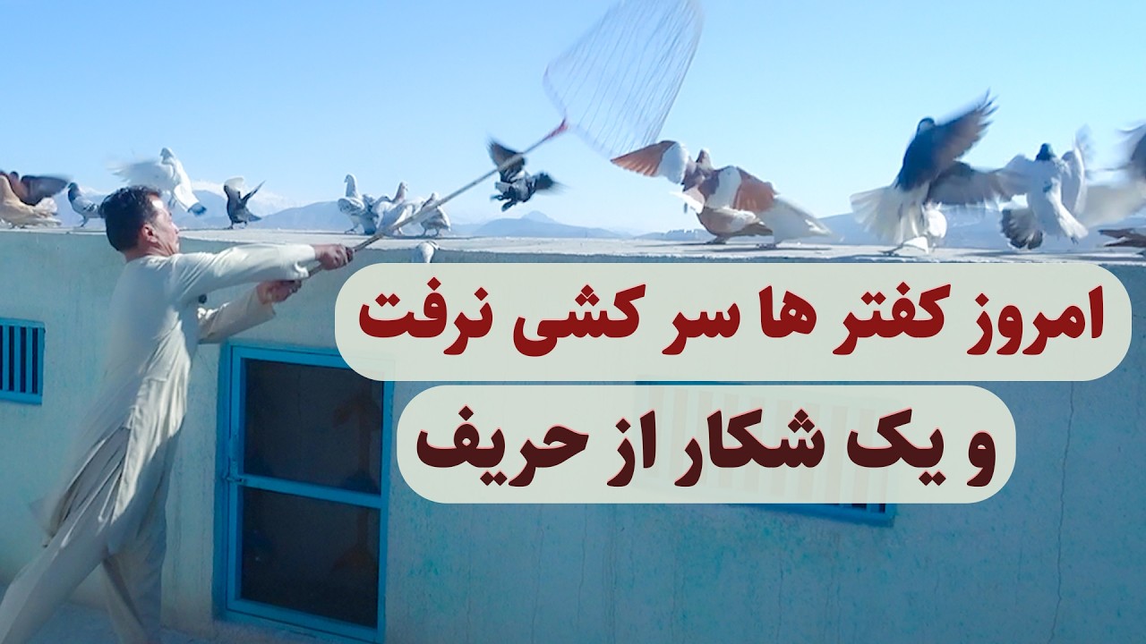 0452 / امروز کفترها سرکشی نرفت و یک شکار از حریف / Afghan Shawqi