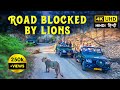 Gir lions blocked safari  gir national park gujarat  4k u.