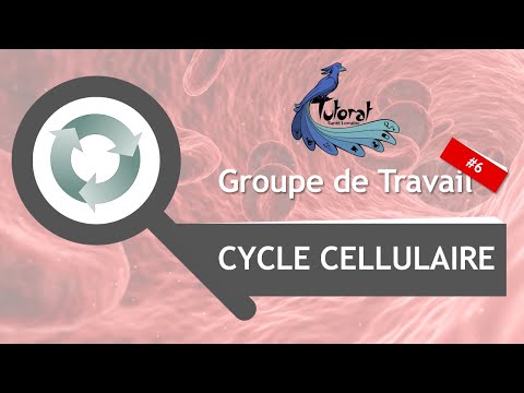 Vidéo: Qu'entend-on par cycle cellulaire?