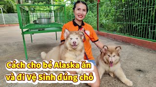 Cách cho bé Alaska ăn và Hướng dẫn bé đi Vệ Sinh đúng chỗ  mời cả nhà cùng xem  Trại Chó Xuân Giàu