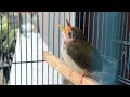Suara Anak Prenjak Lumut Panggilan Pikat Burung Liar Mp3 - Mp4 Download