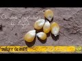 زراعة الذرة  - culture du maïs