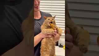 Orange Cat Behavior😼😼 #cat #cats #shortsvideo #shorts #shortvideo #short #kucinglucu #kucing