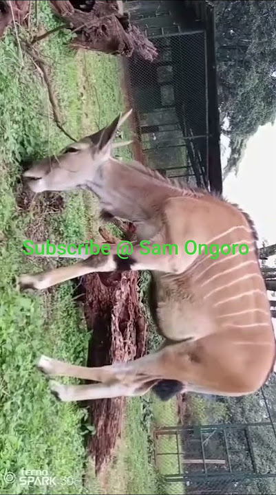 African Antelope !