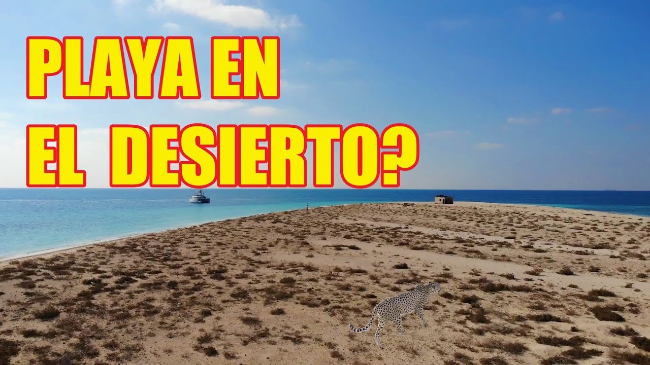 🇦🇪 Sir Bani Yas Island Qué hacer en la isla más exótica de los Emiratos? Arribadelabola YouTube 🇦🇪 Sir Bani Yas Island Qué hacer en la isla más exótica de los Emiratos? Arribadelabola YouTube