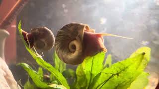 Dance of the Ramshorn Snails by mariawulf 337 views 2 months ago 34 seconds