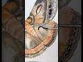 Bits and pieces of the Watercolor Cecropia Moth #art #artist #tutorial #watercolor #animals #insects