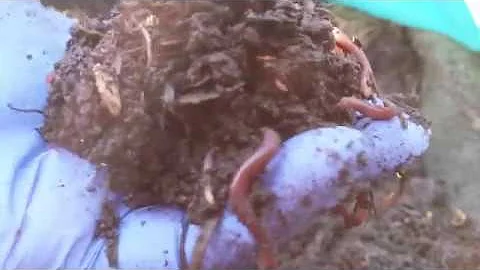 Красный калифорнийский червь .Простое содержание, хорошая отдача.
