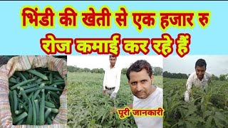 भिंडी ki kheti kaise kare|भिंडी से एक हजार रु रोज |how to earn one thousand rupees daily from bhindi