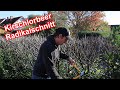 kirschlorbeer heckenpflanzen kaufen Jetzt Portugiesischer Kirschlorbeer 'Angustifolia' online kaufen bei  Bohlken Pflanzenversand – Bohlken Pflanzenversand GbR main image 0