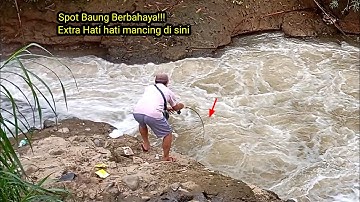 MANCING BAUNG SORE HARI MENGGUNAKAN UMPAN USUS AYAM
