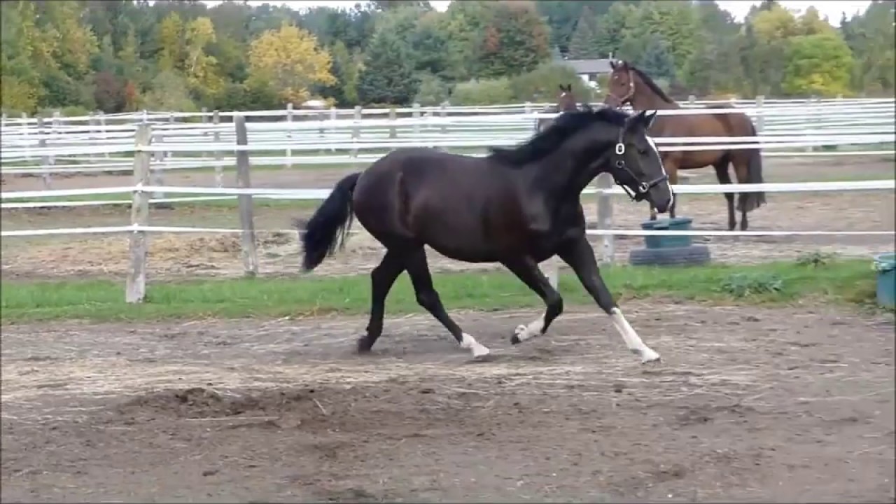 SOLD by DressageMatch.com: 2014 Hanoverian Gelding by Donnarweiss GGF