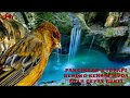 Audio Pancingan Terapi Masteran Burung Kenari Muda Hq Omkicau(.mp3 .mp4) Mp3 - Mp4 Download