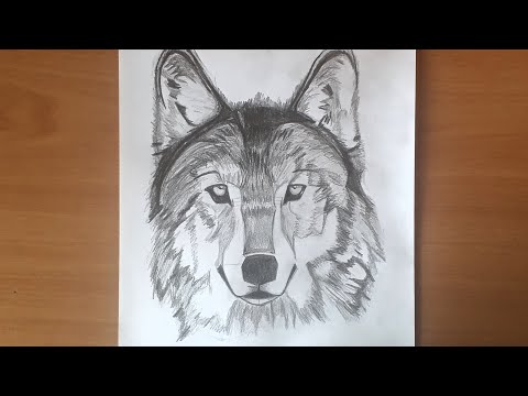 Video: Adım Adım Kurşun Kalemle Kurt Nasıl çizilir