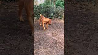 Majestic Boerboel Pup Spartan Dutch 11 Month Old #boerboel #puppy