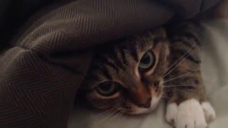 Every morning this cat loves to 'help' make the bed...