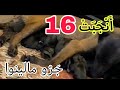 معجزة في سابقة بالمغرب شاهد كلبة مالينوا شاربوني ولدات 16 جرو 😱😍 شاهد كيف كترضعهم 🥰