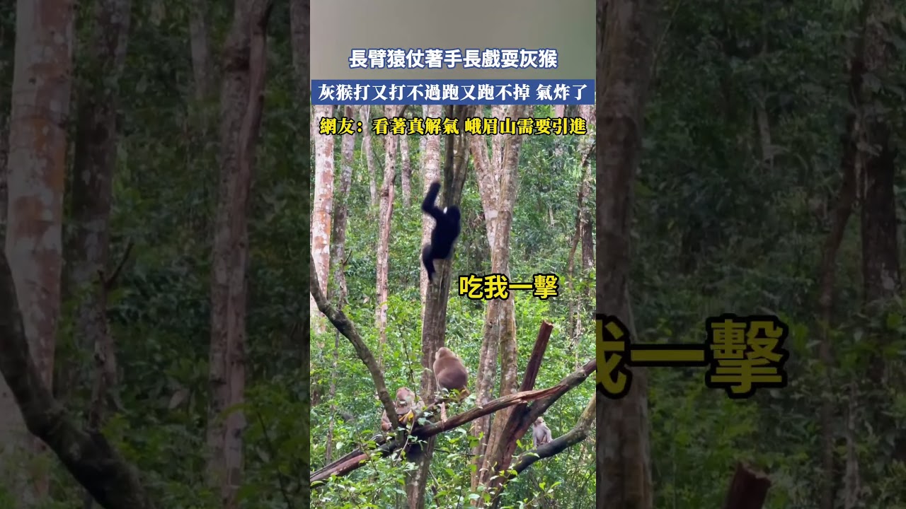 長臂猿仗著手長戲耍灰猴，灰猴打又打不過跑又跑不掉，氣炸了，網友：看著真解氣，峨眉山需要引進 #大熱門