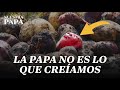 Nuestra papa conocer para querer  documental de latina noticias versin completa