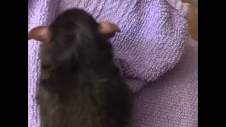 Lomotif De Rato Tomando Banho