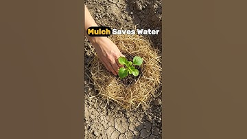Save Water With This Mulching Trick 💧 #gardeneasy