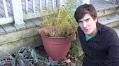 How to Overwinter Fall Mums Indoors : Planting & Caring for Mums 