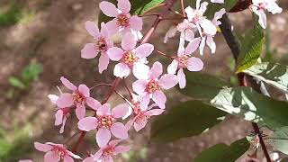 Prunus padus 'Colorata' střemcha obecná