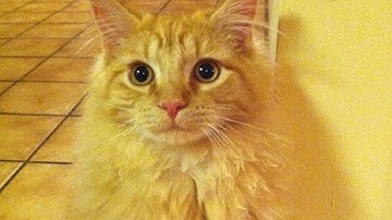 Paramore - Interlude: I