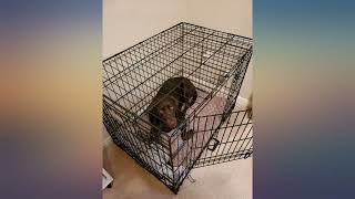 Dog Crate | MidWest Life Stages 36" Double Door Folding Metal Dog Crate | Divider review