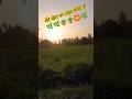 उड़द का खेत #blog #video #sorts