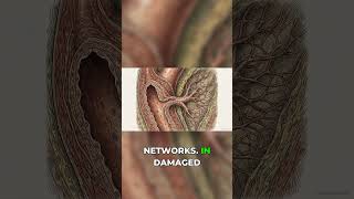 How BPC-157 Boosts Blood Vessel Growth (Angiogenesis)