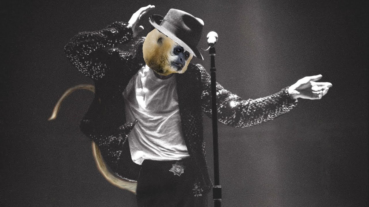 Smooth Criminal by Michael Jackson but he's a monkey