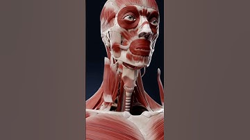 How to work mouth muscles | #mouth #human mouth #anatomy #3d animation #teanding #shortvideo