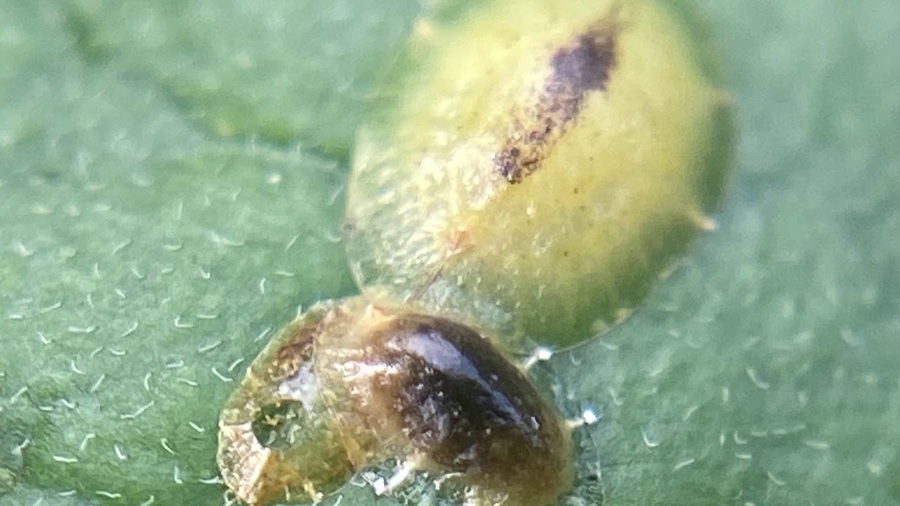 Weaponized Wasps: The Battle for our Broccoli