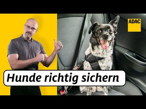 Video: Wie ein Hundetragegurt Ihren Hund schützen kann und wie man ihn sicher benutzt