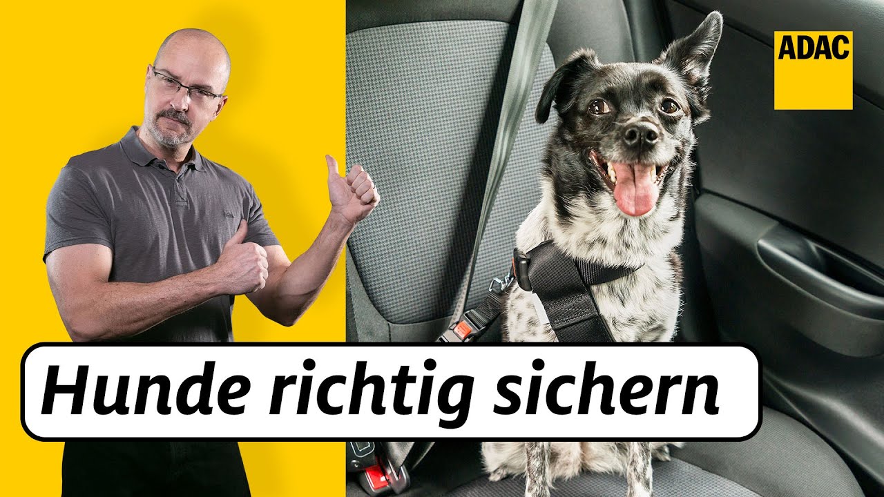 Hund im Auto sicher transportieren: Darauf solltest du achten - hundund