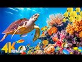 [NEW] 11H Stunning 4K Underwater Wonders - Relaxing Music | Coral Reefs, Fish &amp; Colorful Sea Life
