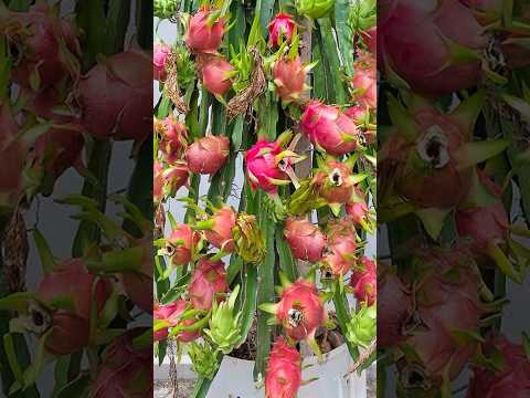 How to grow Purple dragon fruit from cuttings for beginners #growingfruit #fruits