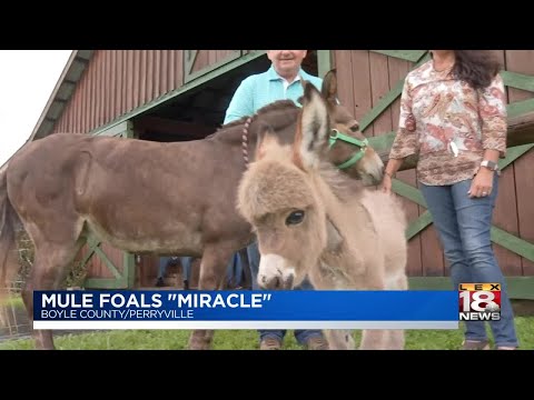 Mule Foals "Miracle"