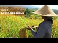 Bali - le riz des dieux - #fautpasrever