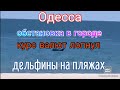 Одесса. Обстановка. Курс валют лопнул. Дельфины 🐬 у берега