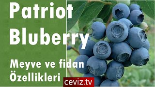 #patriot #yabanmersini meyve ve bitki özellikleri #maviyemiş #blueberry