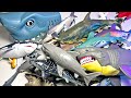 My entire sharks collection  hammerhead shark whale shark blue shark bull shark mako shark 13