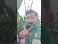 Petani itu bukan nggak mau berubah…👉 Tapi belum lihat buktinya! Di sinilah peran demplot PPL/BPP.
