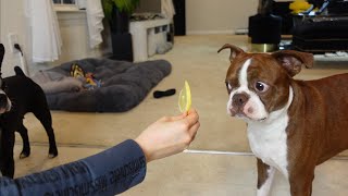 My Boston Terriers Reacts To Trying Lemon!