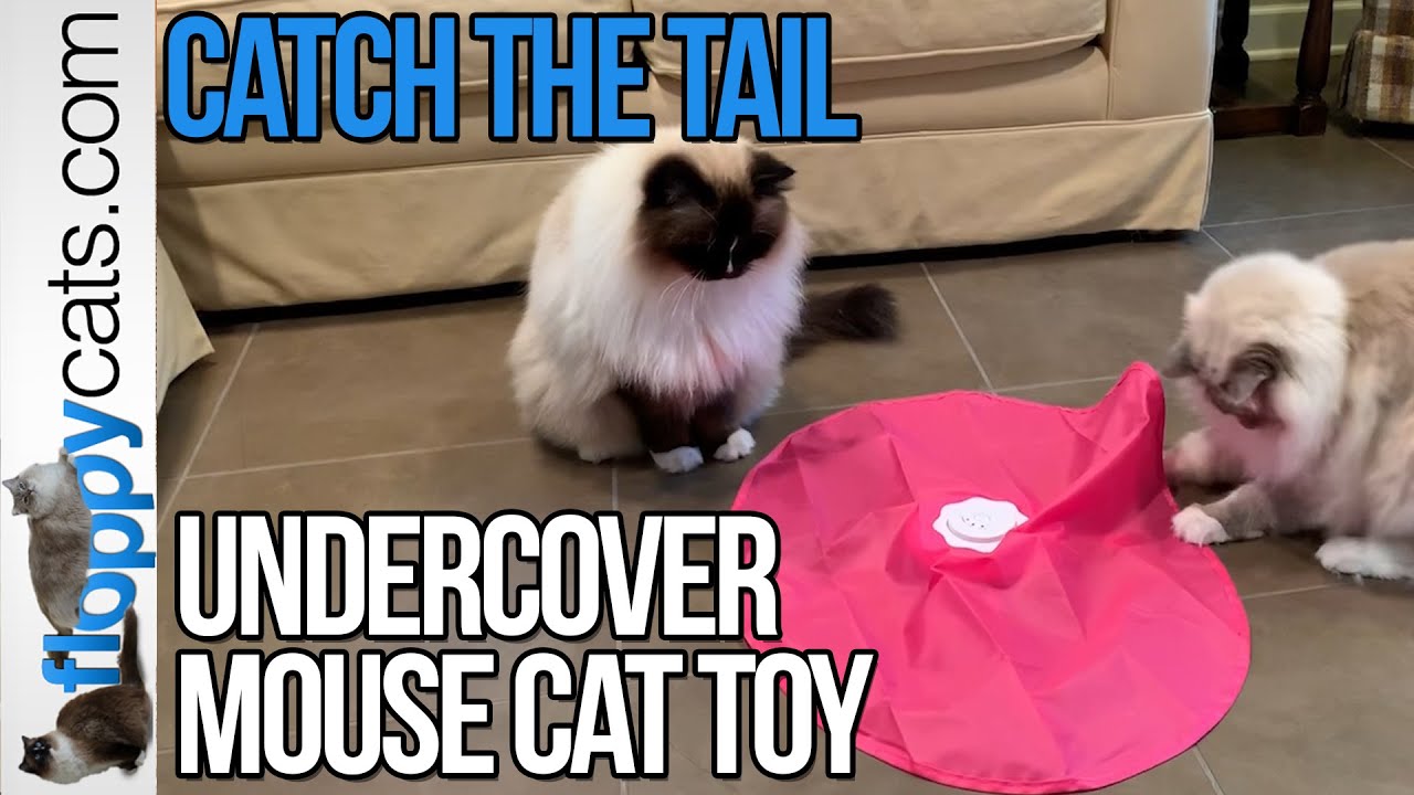 Best Electronic Cat Toy: Blackhole Catch The Tail Cat Toy Product Review