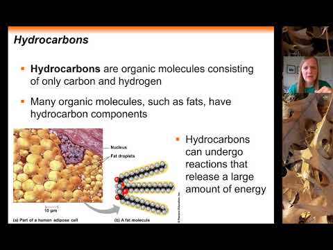 Chapter 4 Carbon Skeleton