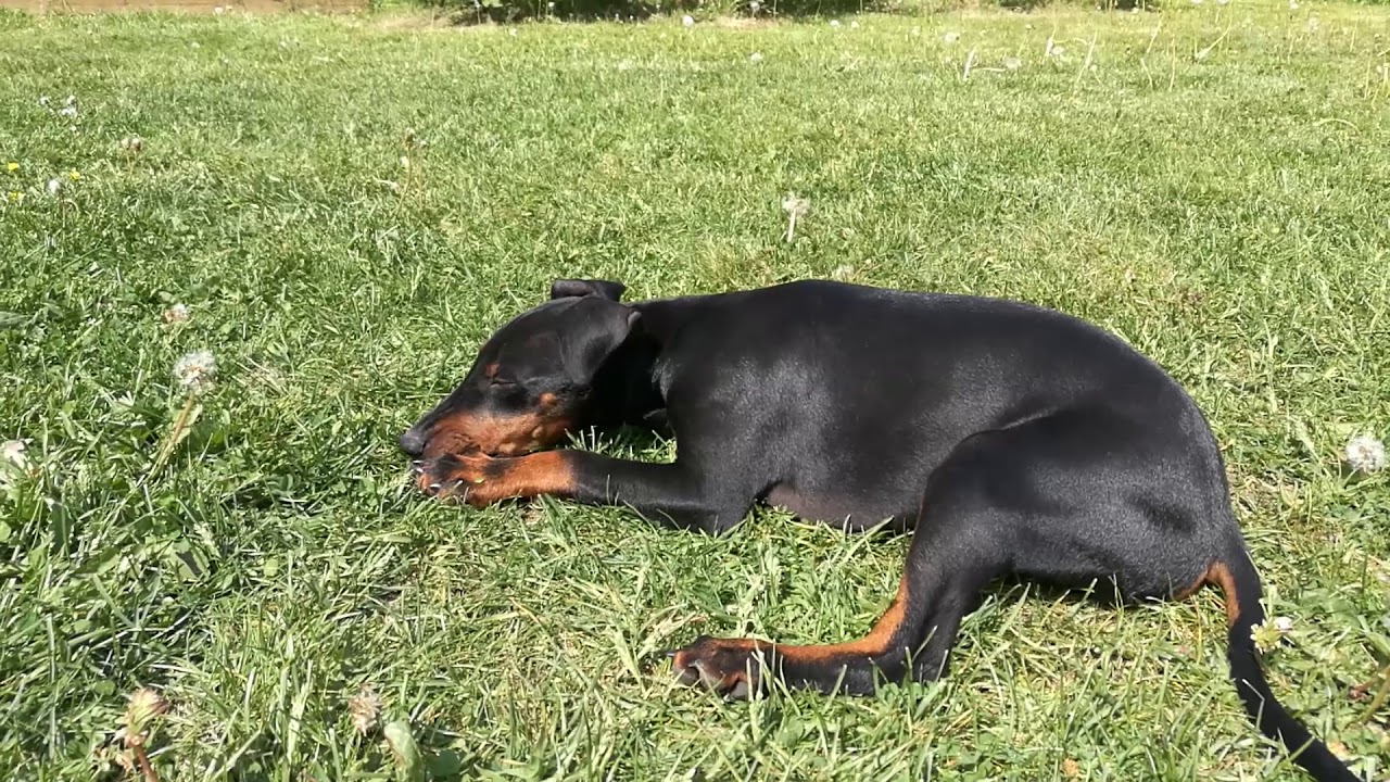 マンチェスター テリアの性格 特徴 飼い方 ペットショップやブリーダーでの値段相場や里親募集も紹介 Mofmo