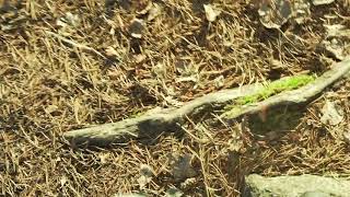 YOUNG YALLE - WHITE WEISSBYBLUES