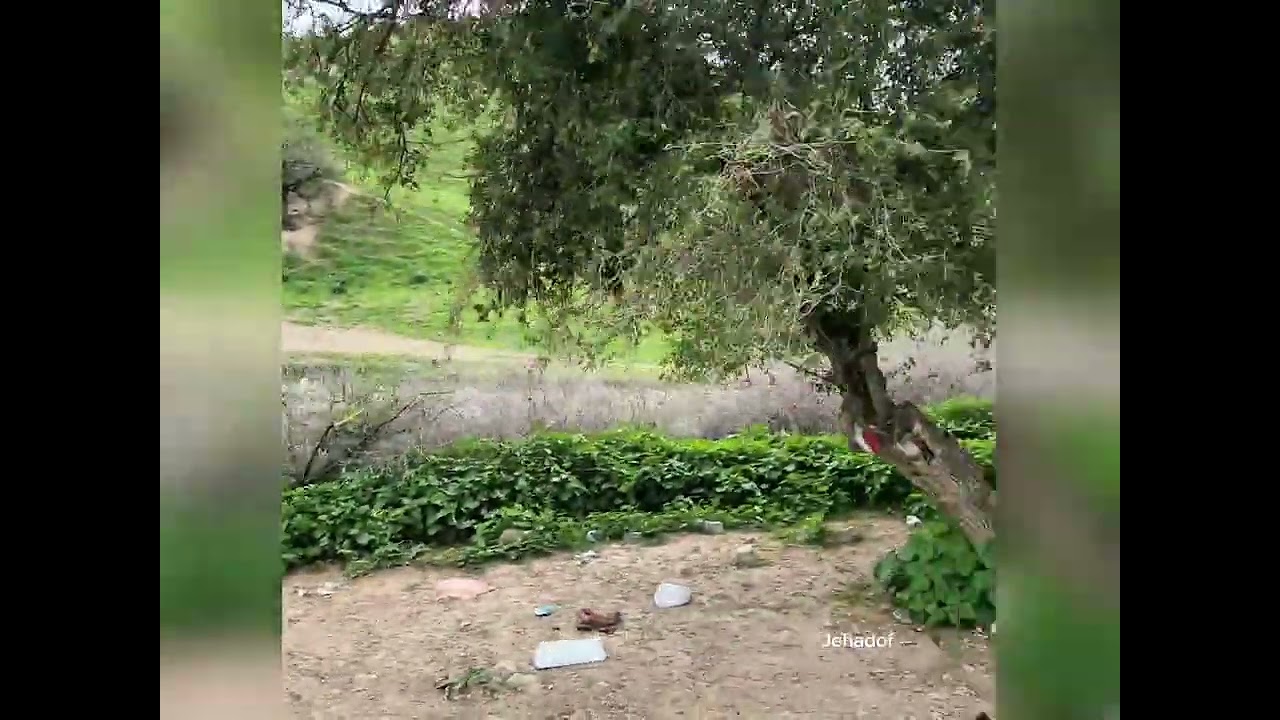 فيديو جولة أول الربيع وادي ام النمل خربة دير العسل اربد 022026 #jordan #irbid  #viral #jehadof # 